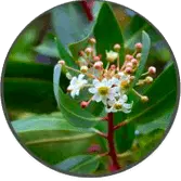 Catuaba