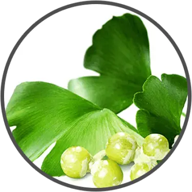 Ginkgo Biloba
