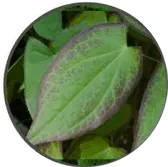 Horny Goat Weed